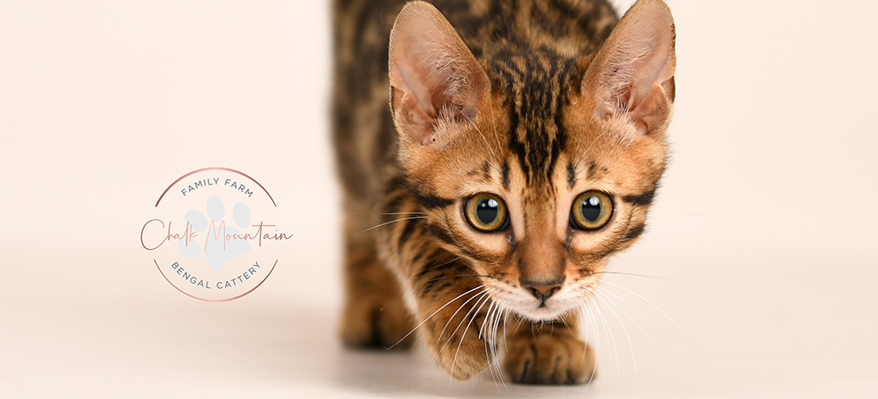 Bengal kitten for sale